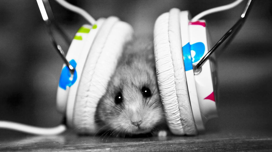 hamster with earphones
